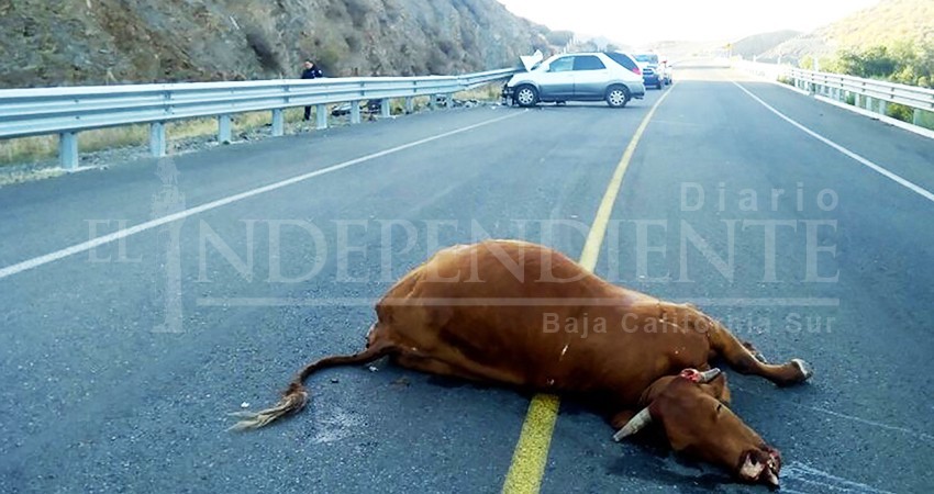 Ganaderos de La Paz acusan a la SCT del problema de ganado atropellado