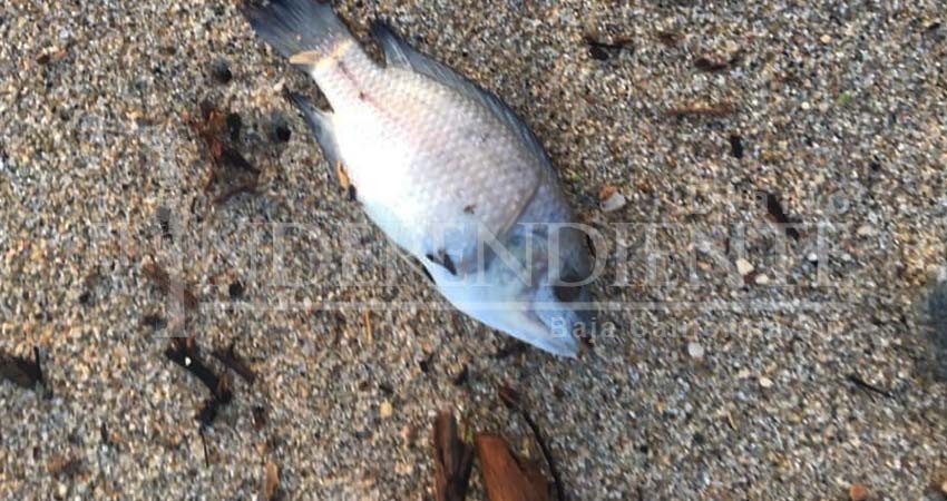 Reportan nueva mortandad de peces en el estero de SJC