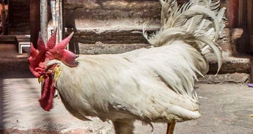 ¡A picotazos! gallo mata a abuelita en Australia
