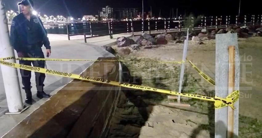 DE NUEVO.. una tortuga anida en el malecón de La Paz