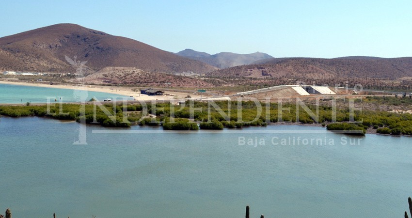 Instalarán cercos perimetrales en manglares de La Paz