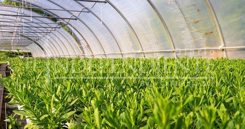 Instalarán Vivero Municipal con capacidad para más de 100 mil árboles