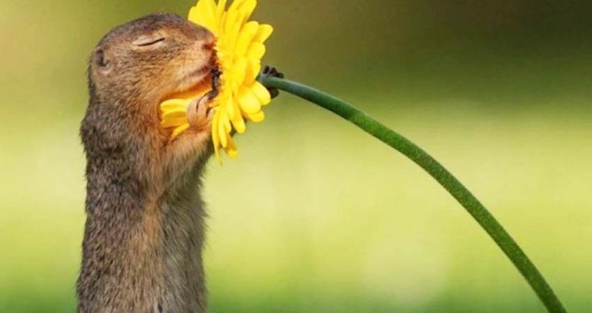 Seduce Internet con la foto de una ardilla aspirando una flor