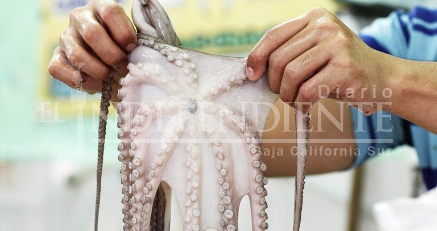 Detectan uso de cloro para pesca ilegal de pulpo en Cabo del Este