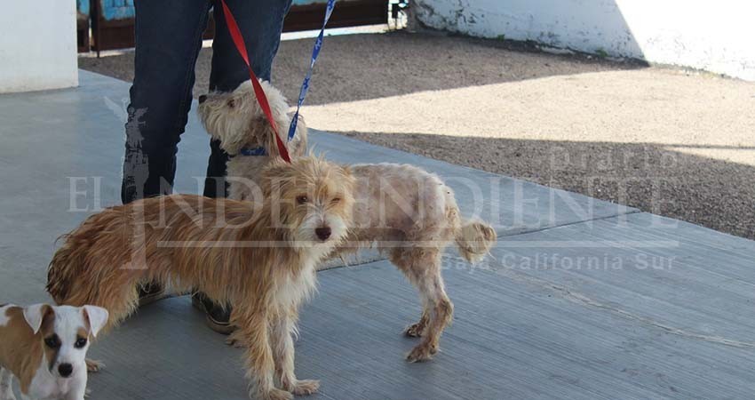 No hay cultura para adopción de mascotas: CEMAC