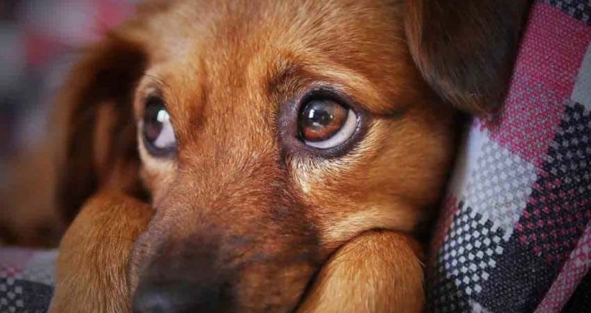 Rara enfermedad mata 26 perros en Noruega; hay alerta