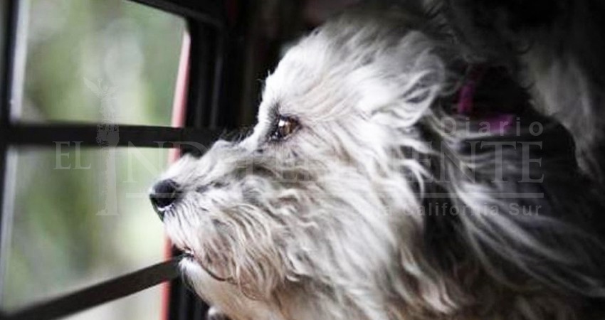 Fueron extorsionadas con la desaparición de sus mascotas en BCS