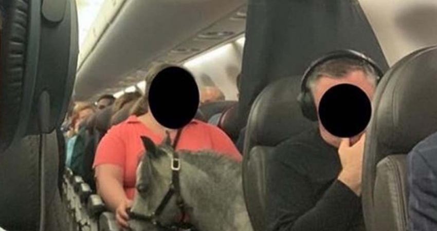 Mujer viaja con su mascota dentro de avión... ¡un caballo!