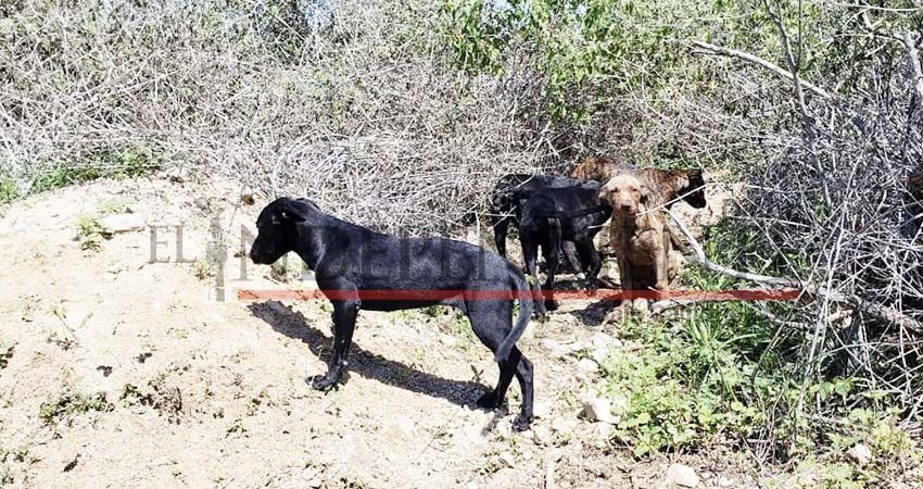 Urge consolidar creación de Centro de Control Animal en Los Cabos