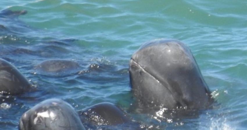 Delfines se acurrucan antes de ser brutalmente asesinados