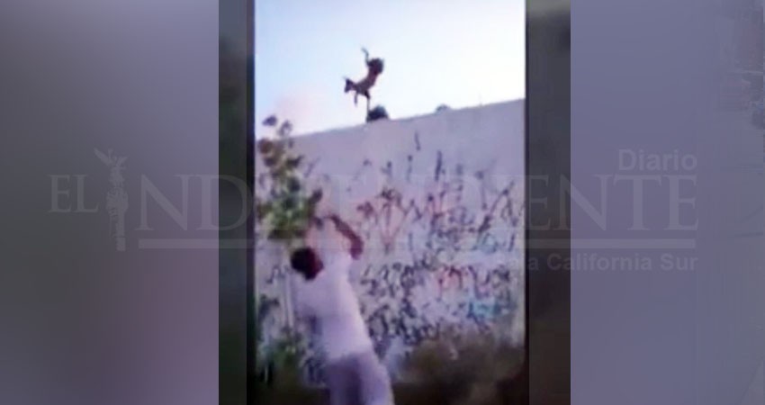 Dos jóvenes son buscados por cibernautas de La Paz por Maltrato Animal