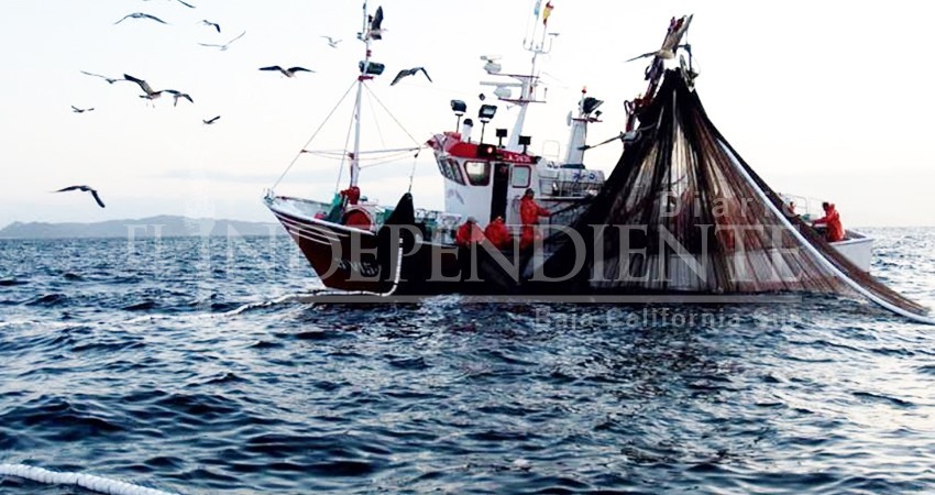 Cae un lugar BCS en ranking nacional de producción de pescado y marisco: Sepada