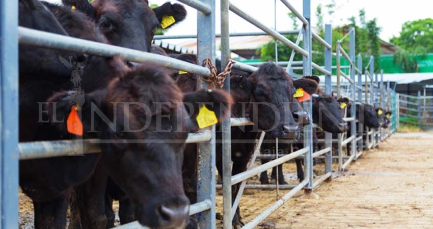 Lanza Unión Ganadera BCS seguros para productores afectados por huracán Lorena