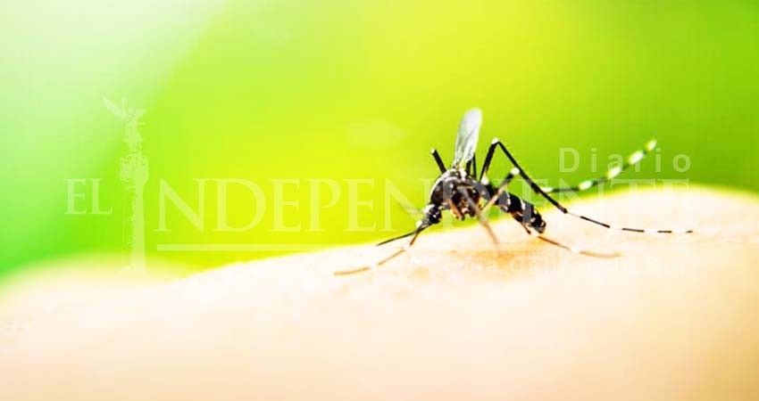 Confirma SSA 14 casos de dengue en BCS