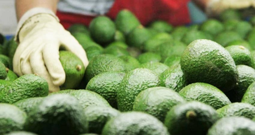 Aguacate mexicano genera cadenas de valor importantes para el país