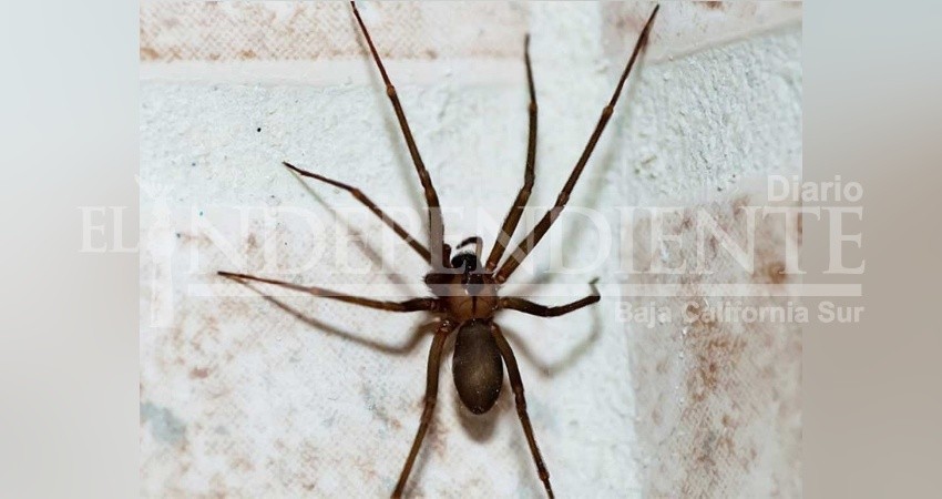 Araña violinista, 15 veces más letal que una cobra