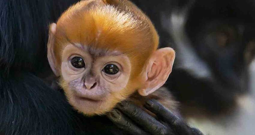 Así luce el 'increíblemente raro' mono que nació en Australia