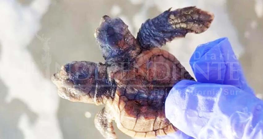 Zofemat, sin capacidad para controlar el tránsito de motocicletas en playas