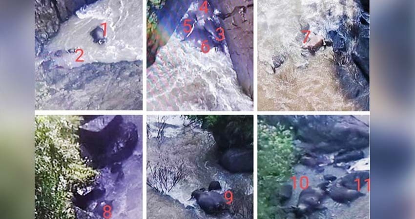 Tragedia de elefantes: mueren 11 al tratar de salvar a cría