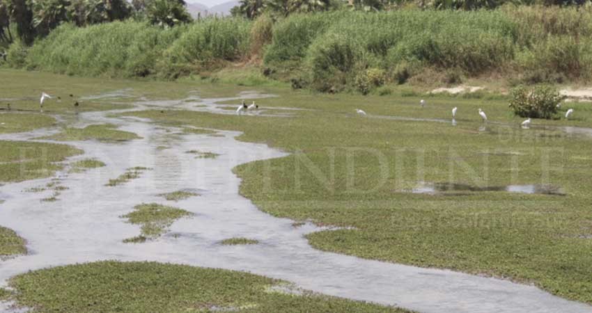 Regidora denuncia ante la FGR delitos ambientales en Estero de SJC 