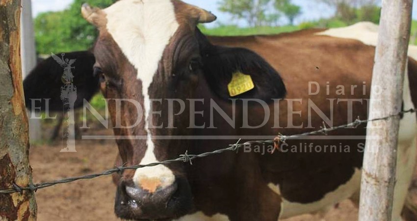 No es responsabilidad de SCT colocar cercos para ganado en carreteras, advierte director 