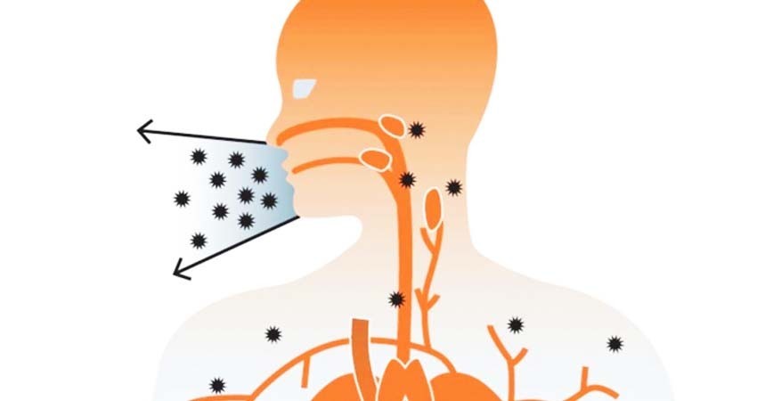 El sarampión causa amnesia inmunológica