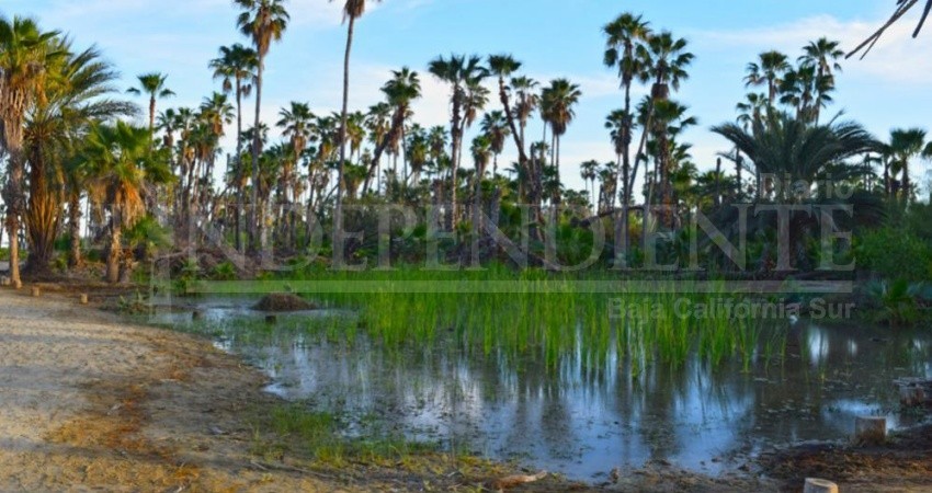 Regidora, asegura ya tener solución inmediata para el Estero de SJC