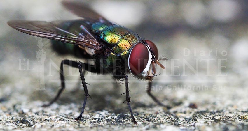 No hay plaga de moscas en BCS, éstas “llegan y se van solas”, asegura la SSA 