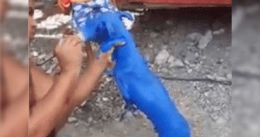 Captan a hombre pintando a un perrito; enfurece en redes