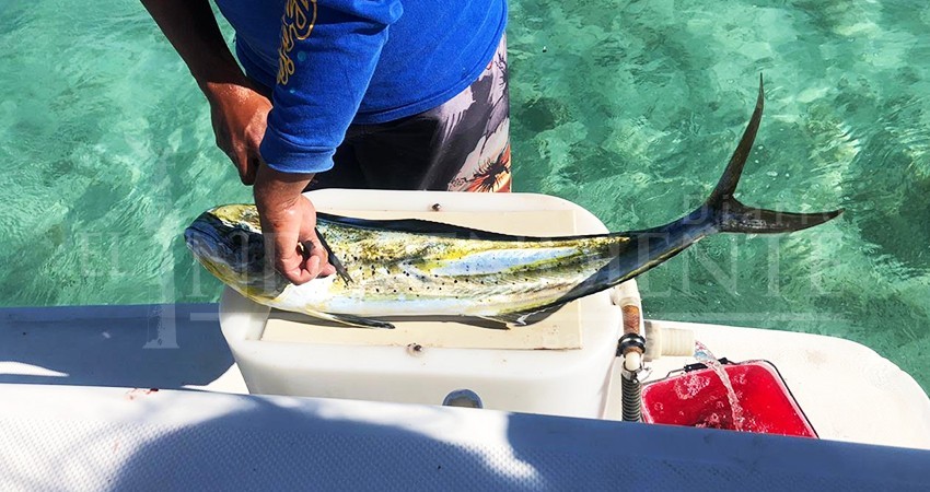Liberación del dorado a la pesca comercial afectaría a todos los pescadores del país