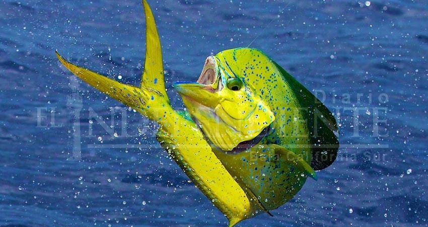 Liberar el dorado a la pesca comercial “sería catastrófico”: Fedecoop