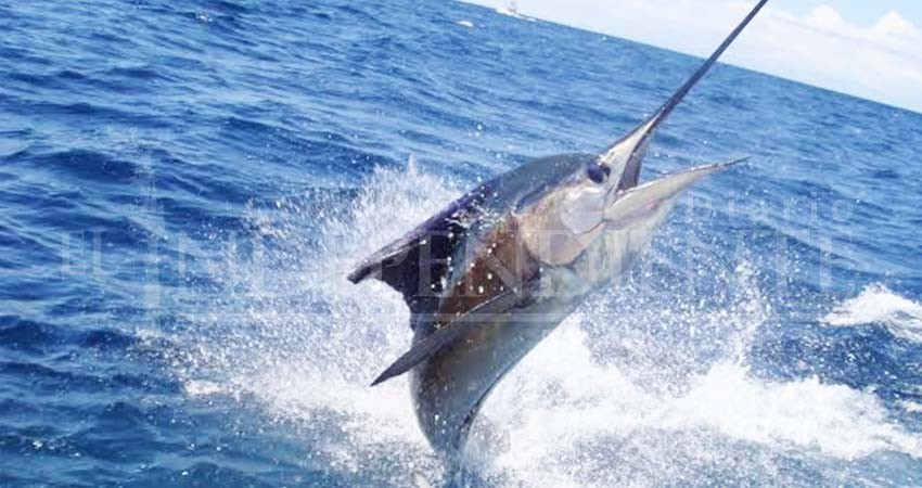 Este año se han otorgado más de 100 mil permisos de pesca deportiva en BCS