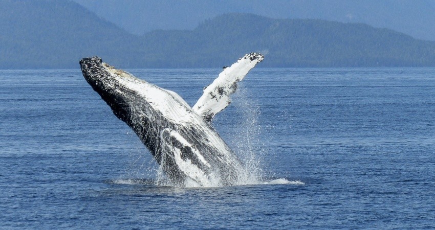 Estudio de la UABCS evalúa condición corporal de ballenas grises