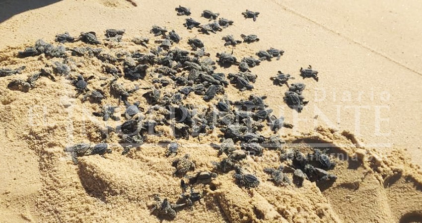 Sorprenden a bañistas de playa El Médano decenas de tortugas recién nacidas