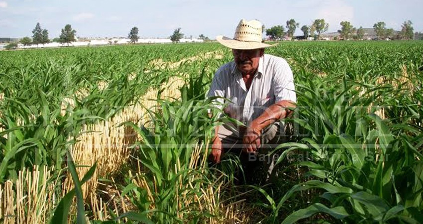 No se recortarán recursos a los campesinos, sí a las organizaciones: Víctor Castro