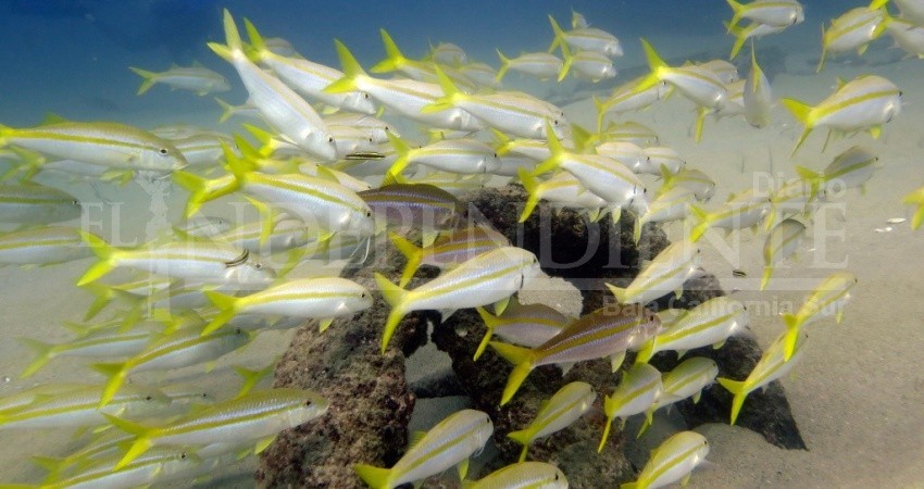 Cabo Pulmo en todo su esplendor durante temporada alta de visitantes