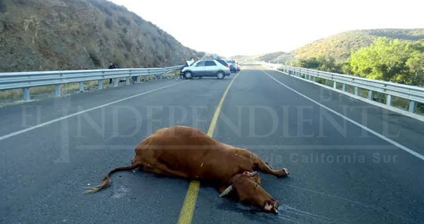 Crean ley para prevenir y eliminar la presencia de ganado en carreteras de BCS