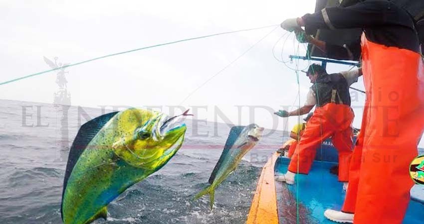 “De liberar el Dorado, seguirán con el Marlin”, advierten pescadores deportivos