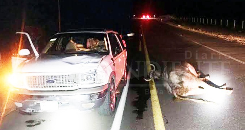 Ley para eliminar la presencia de ganado en carreteras fue hecha “al vapor”: Ganaderos
