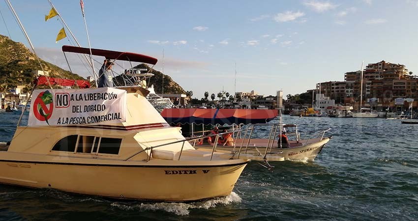 Baja California Sur le dice NO a la comercialización del Pez Dorado