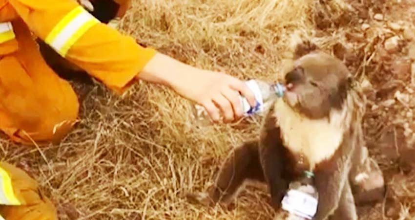 Teme Australia muerte de miles de koalas por incendios