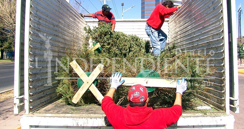 Locaciones de DIF de La Paz será centro de acopio para árboles de navidad