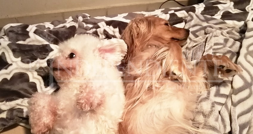 Niños que esterilicen a sus mascotas recibirán un regalo en Los Cabos