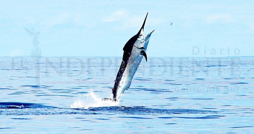 Exigen fuertes sanciones contra quienes comercialicen especies reservados a pesca deportiva