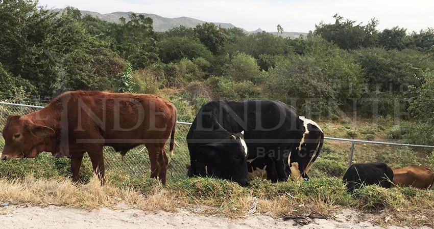 Van 4 detenidos por abigeato en Los Cabos en los últimos meses 