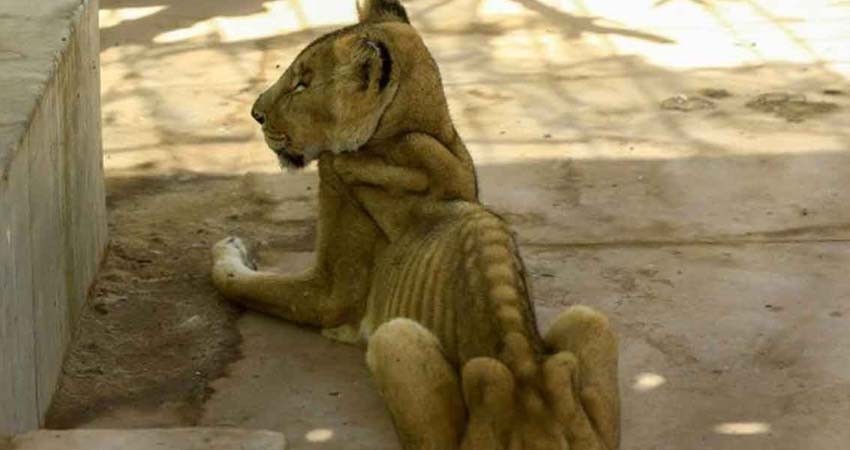 Fotos de leones esqueléticos sacuden a las redes sociales