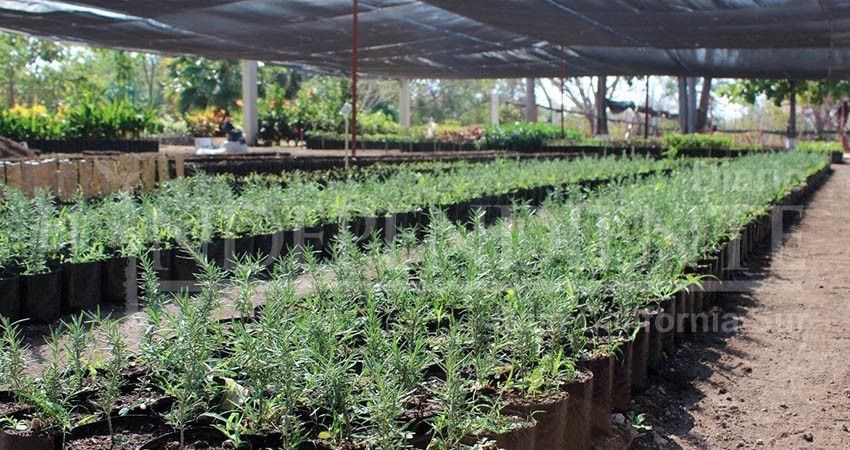 Ayuntamiento de La Paz cuenta con 55 mil árboles para plantar entre 2020 y 2021