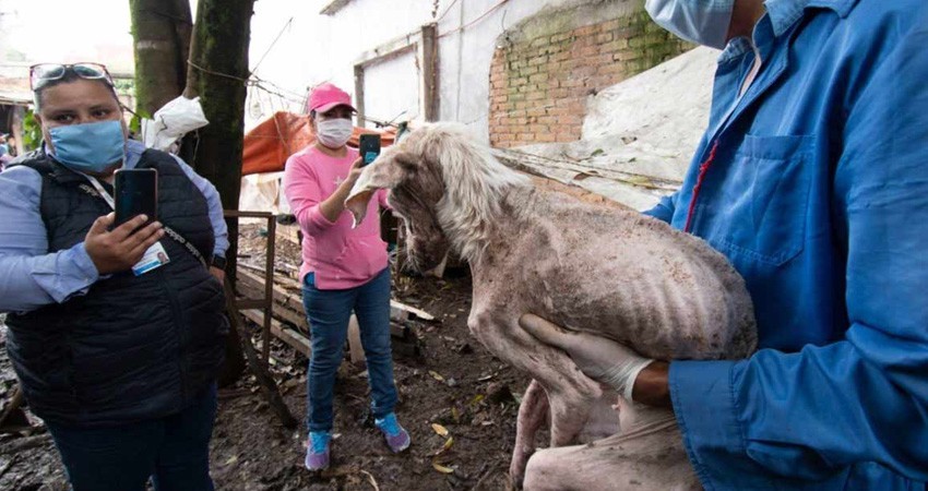 Con gusanos y en los huesos… hallan 35 perros de ‘Don Chocolate’