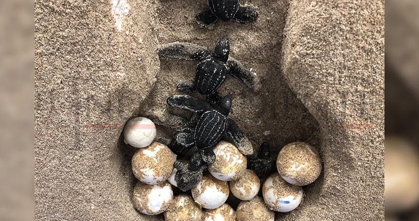 Congreso del Estado preocupado por el cese de actividades de Asupmatoma 