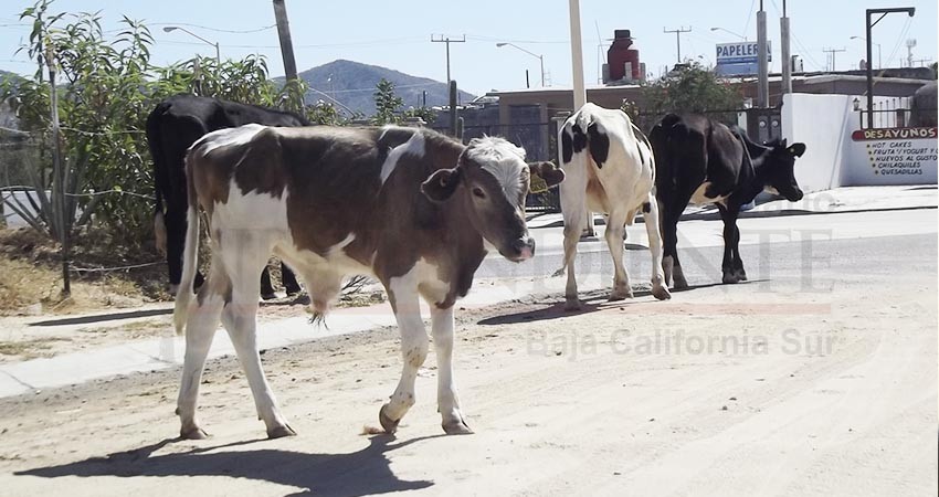 Ganado suelto en carreteras, prioridad para SCT este 2020: Medellín Yee
